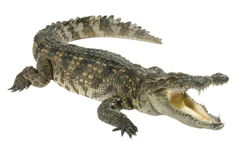 Alligator